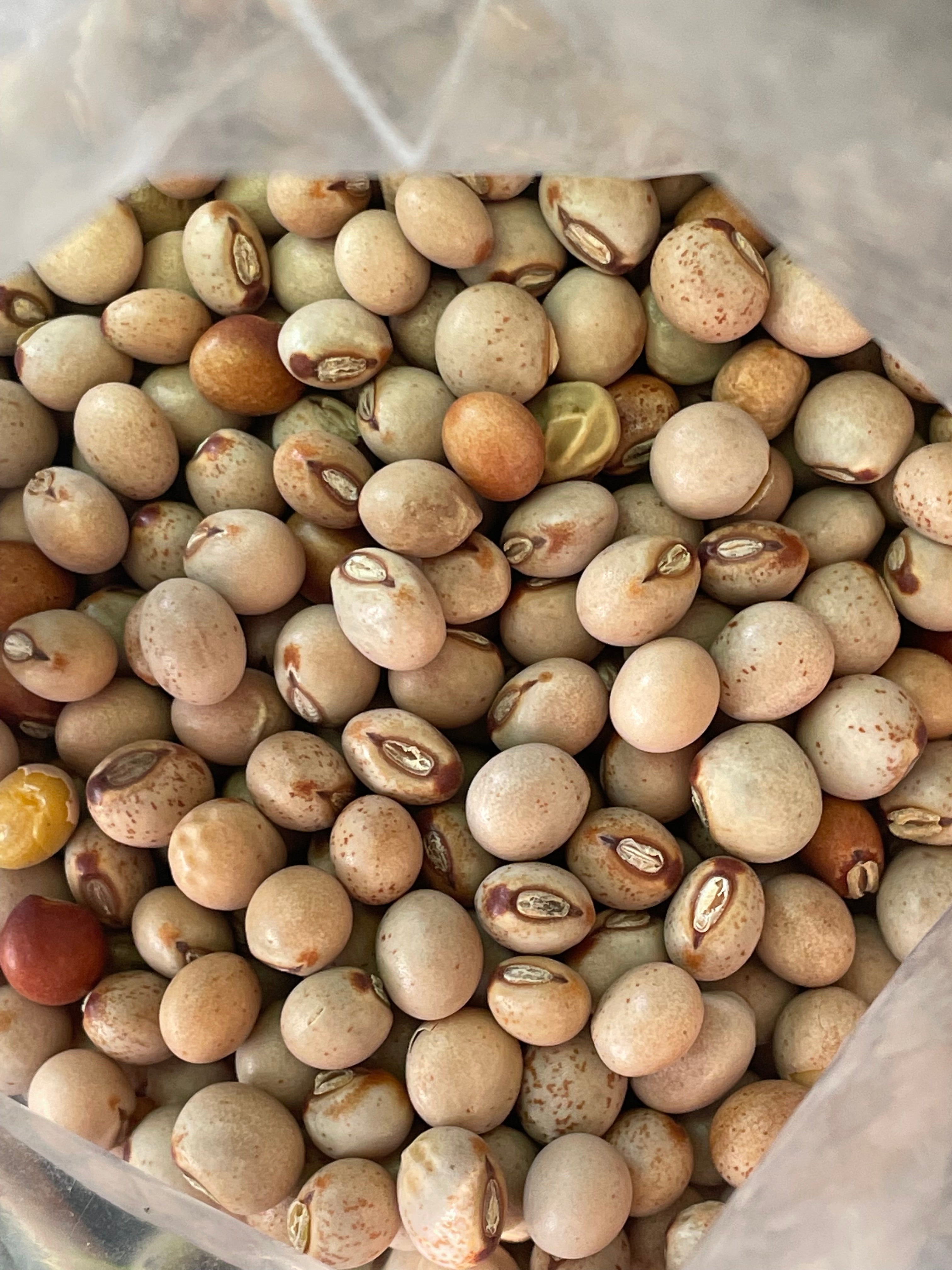 Ripkitty Premium Pigeon Peas (Gungo) Cajanus Cajan