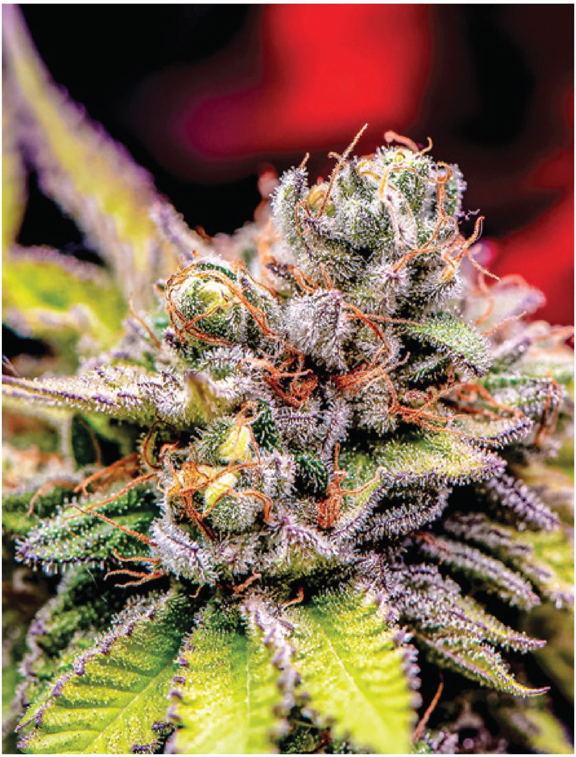 Indica Puzzle: Nick Johnson “Colins Mandarin Temple" 8.1" x 10.81" 130 Piece