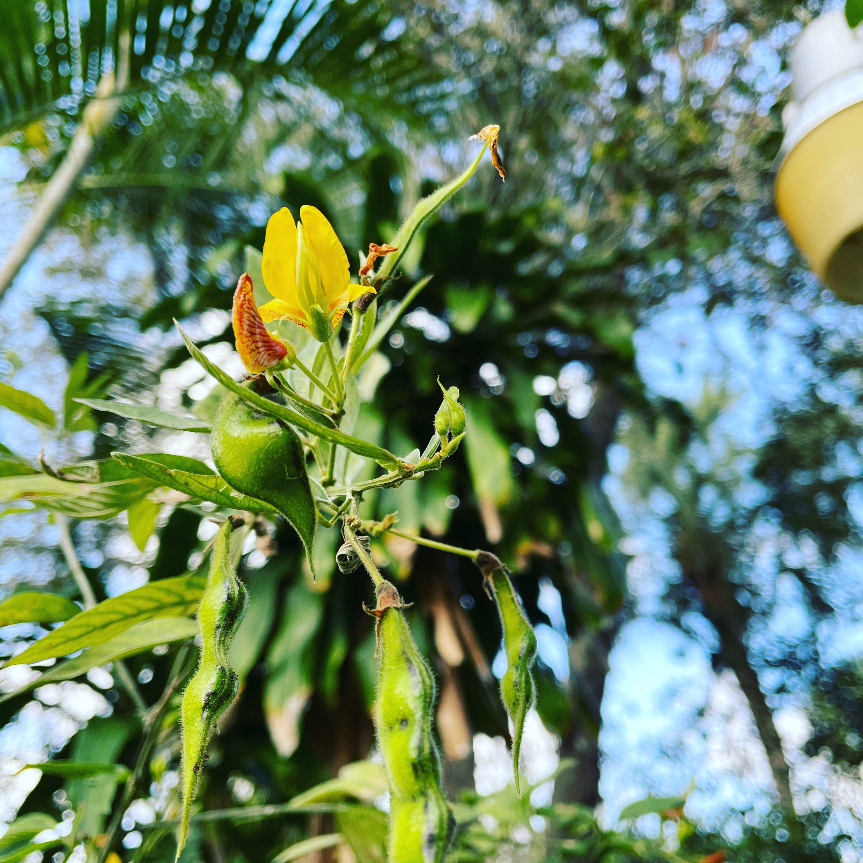 Ripkitty Premium Pigeon Peas (Gungo) Cajanus Cajan