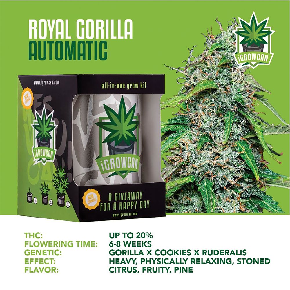 Royal Queen Seeds iGrowCan All-In-One Hemp Grow Kit