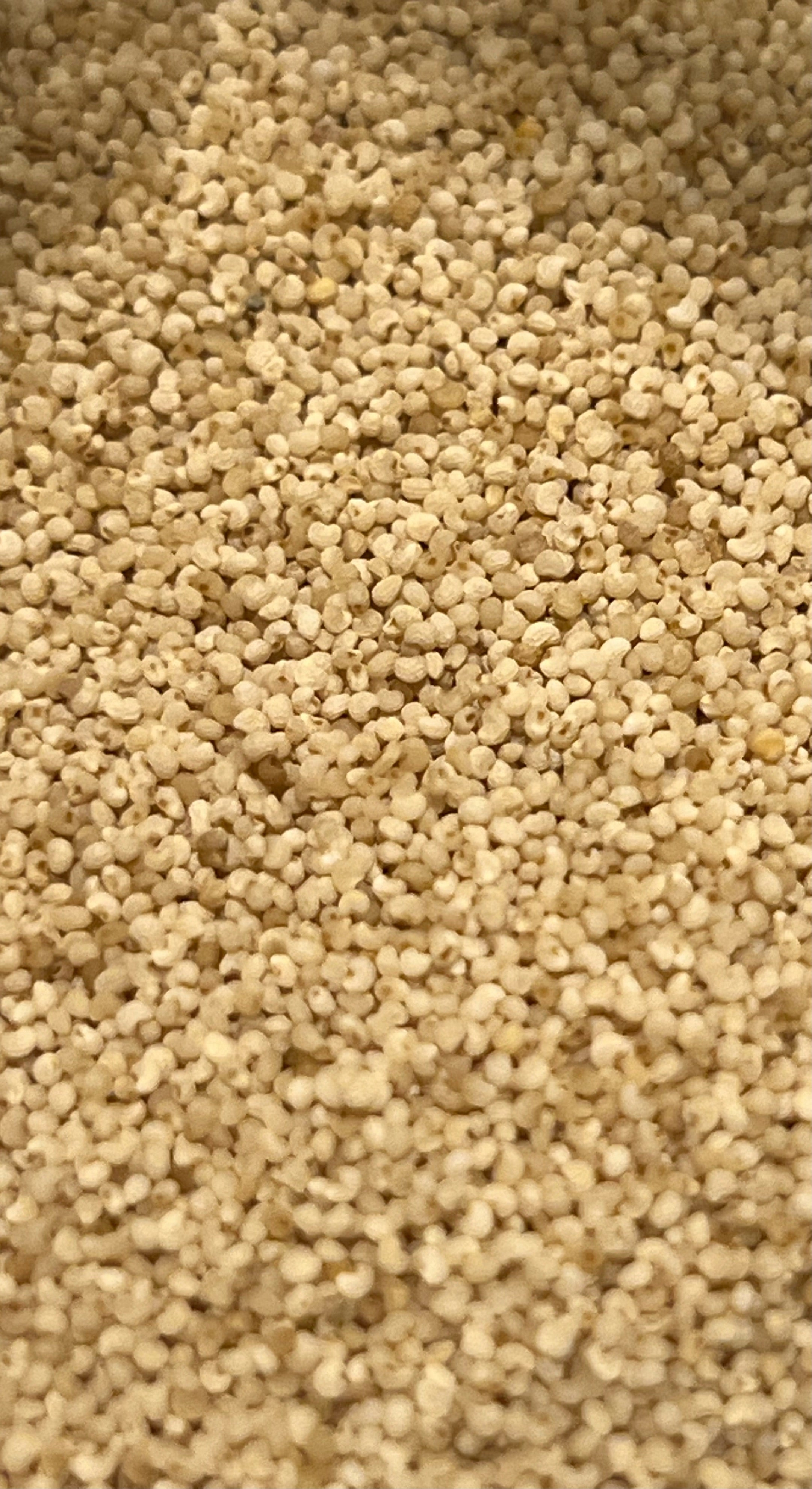 White Poppy Seeds Papaver Somniferum Multicolor Ornamental